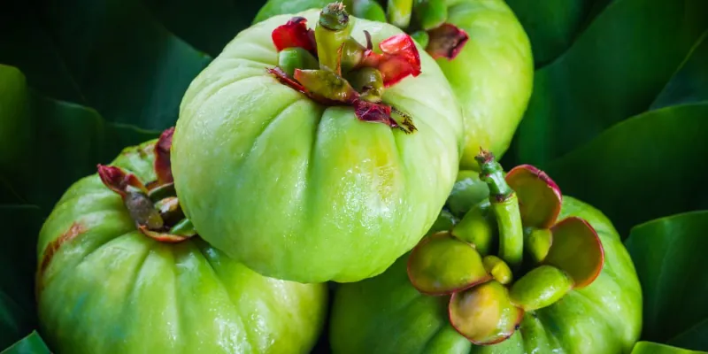 Garcinia Cambogia